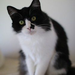 ８/２６神奈川県動物保護センター譲渡会