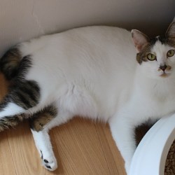 ８/２６神奈川県動物保護センター譲渡会 サムネイル2