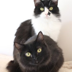 ８/２６神奈川県動物保護センター譲渡会 サムネイル3