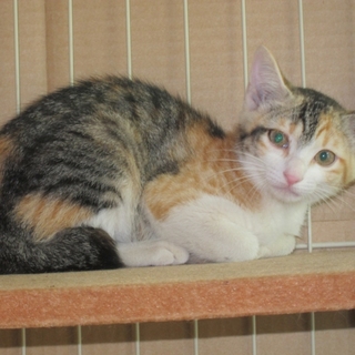 温和な2.5カ月の三毛