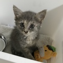 仔猫の里親募集