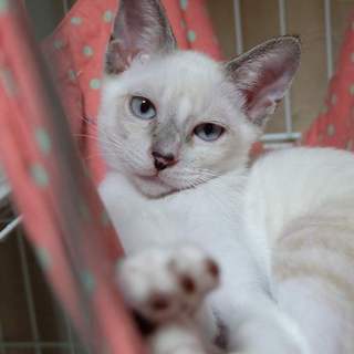 美形シャムトラ兄妹の兄、ひゅうが君