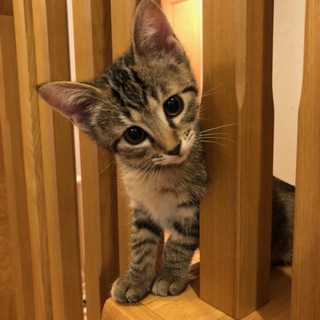 可愛い雫ちゃんを家族に迎えてください