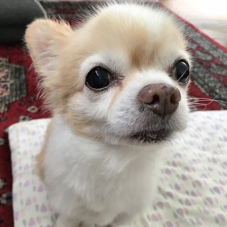 ごんべえ:甘えん坊で、フレンドリーなチワワの男の子