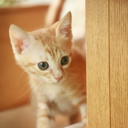 第33回　みやママ＆ちか　猫の里親会 サムネイル2