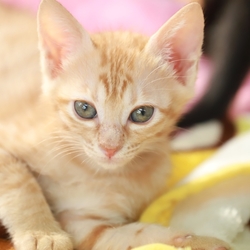 第33回　みやママ＆ちか　猫の里親会 サムネイル3