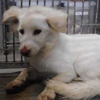 愛護団体様が引き出して下さいました。