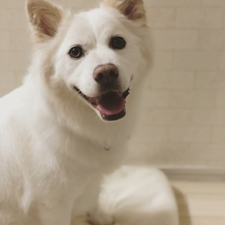 シロちゃん里親さま募集中！