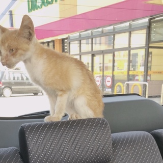 子猫の里親募集