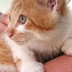 いばらきいきものねっと譲渡会inひたちのうしく サムネイル2