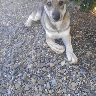 仮名　班目ブルットくん　トライアル予定