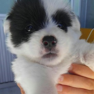 仮名　べにふうきちゃん