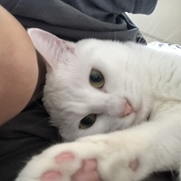 おもち
