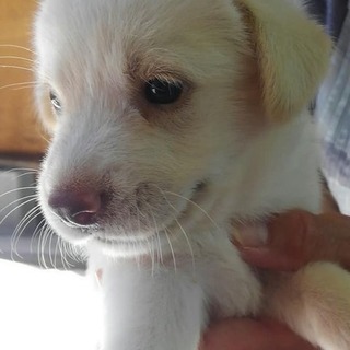 仮名　げんまいちゃん