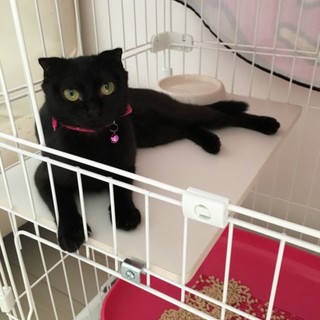 黒スコMIX【避妊済み】