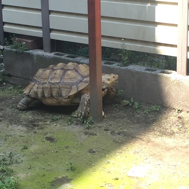 あ、あれ？通れません…けど