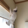 障子にも上がるほどに❗️元気過ぎ