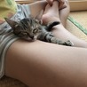 膝の上で寝るように