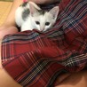 マロンも膝に上がるように