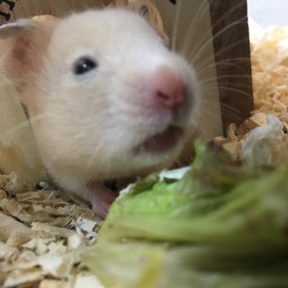 ゴルハム クリームバンディット