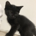 お目目が綺麗な黒猫ちゃん