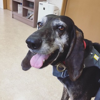 優しいライリー、本当の家族を待っています！