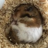 おねむ