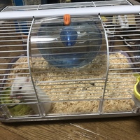 しらすちゃん