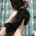 ふわふわ中毛元気な男の子