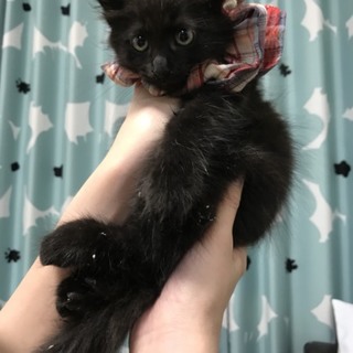 ふわふわ中毛元気な男の子