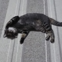 「詔ちゃんは2歳」サムネイル2