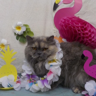 とても穏やかで癒される女の子です。