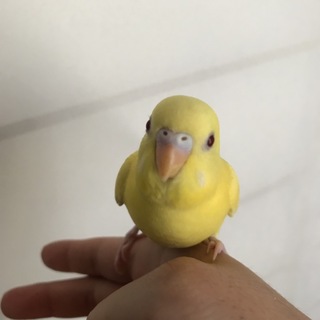 セキセインコヒナ里親募集