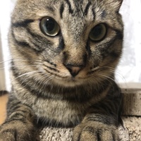 なな
