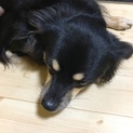 チワワ  1歳 男前です。 里親様決まりました。
