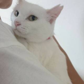 性格も美人な白猫さん♪