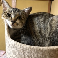 さくら
