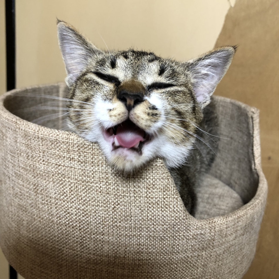 さくらのカバー写真