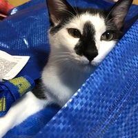 おもち