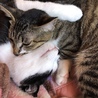 とっても仲良しで、とっても喧嘩します。ですが、寝るときはかならず2匹一緒です。