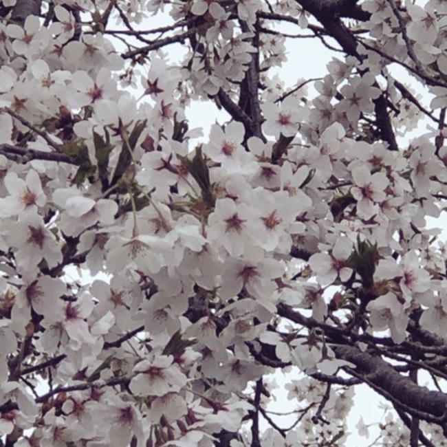 星 星のカバー写真