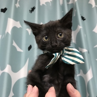 短毛ブラックスモーク？の男の子