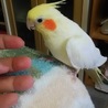 オカメインコ最高 さん