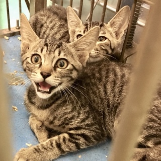 二匹のきょうだい子猫ちゃん