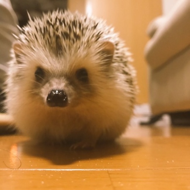 あちゃぽっぽのカバー写真
