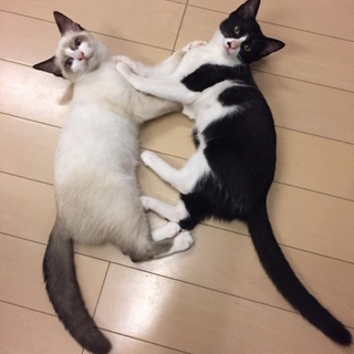 水色お目目のシャム系ちゃん