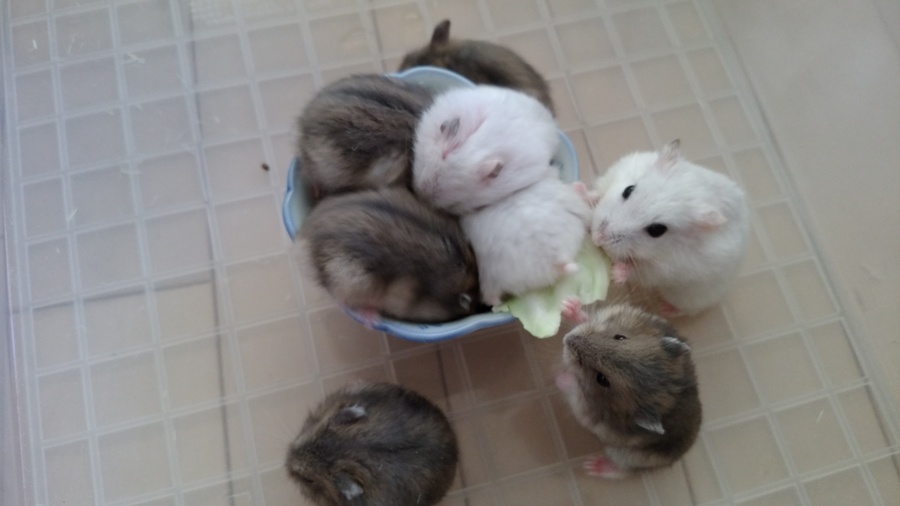 至高 相互評価 高評価 可愛い動物画像 送料無料 即決1円 ハムスター赤ちゃん Www Stasziczawiercie Pl