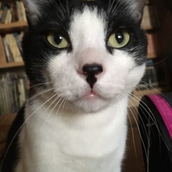 「「食にこだわる猫用チキン」」サムネイル2