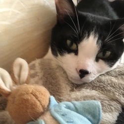 「「食にこだわる猫用チキン」」サムネイル3