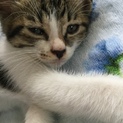 お願いします。独りぼっちの子猫ちゃんです